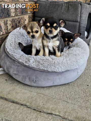 Pure-bred Chihuahua Applehead puppies