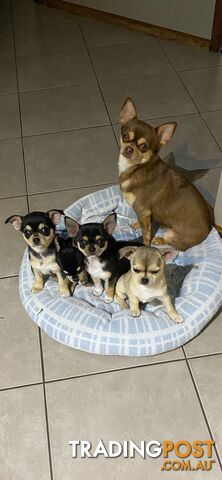 Pure-bred Chihuahua Applehead puppies