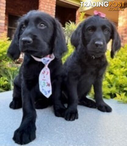 Labradoodle Puppies