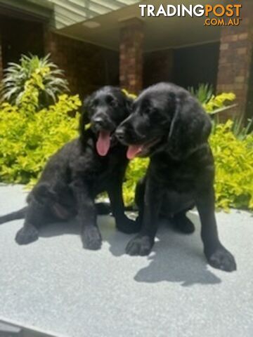 Labradoodle Puppies