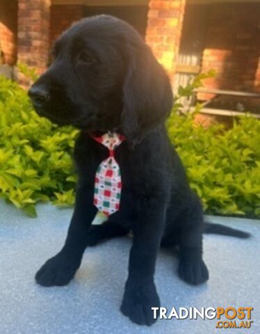 Labradoodle Puppies