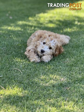 Toy poodle x