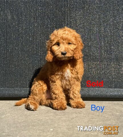 Toy poodle X