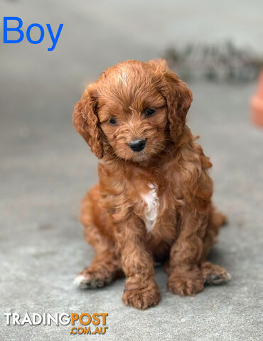 Toy poodle X Bagel