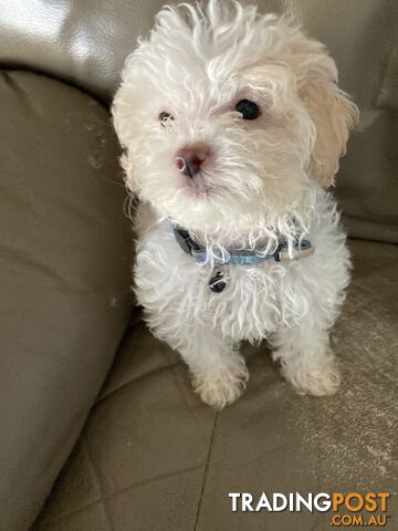 Puppies for Sale Cute Maltipoo Clarkson WA