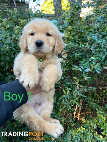 Purebred Golden Retriever puppies looking for forever home