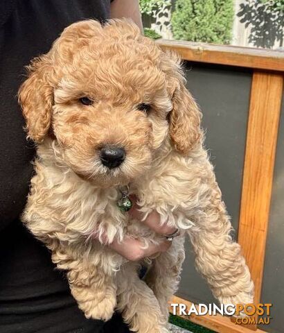 Miniature toy poodle