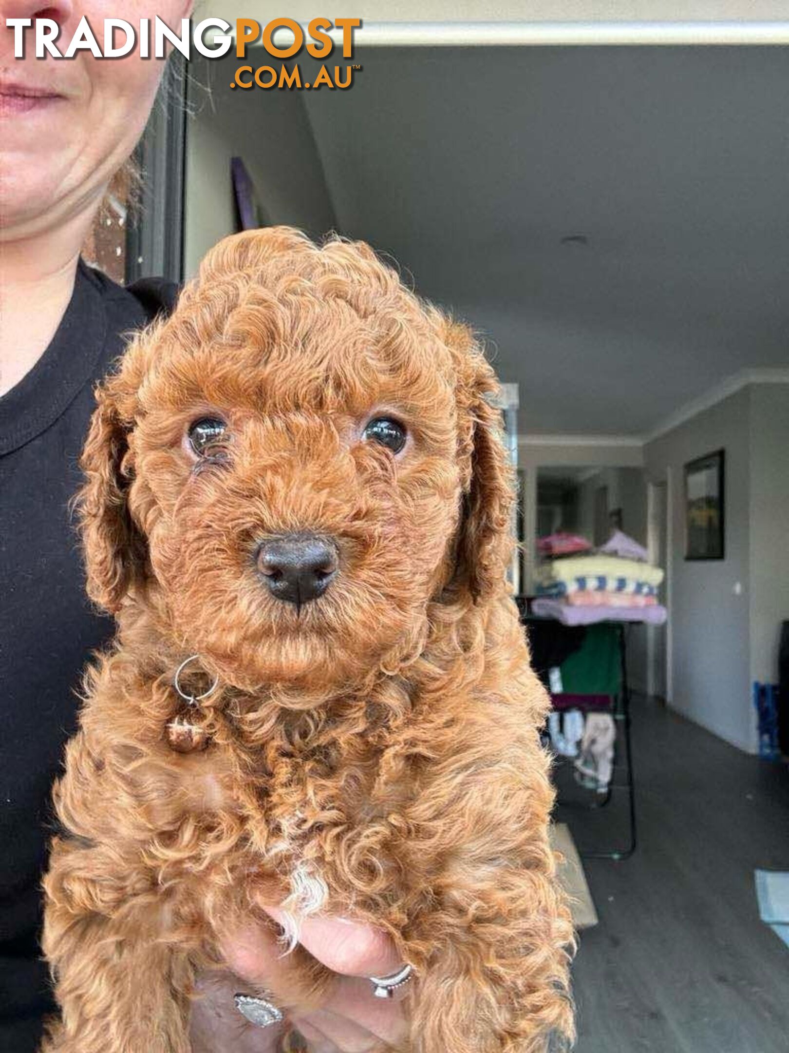 Miniature toy poodle