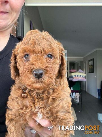 Miniature toy poodle