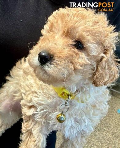 Miniature toy poodle