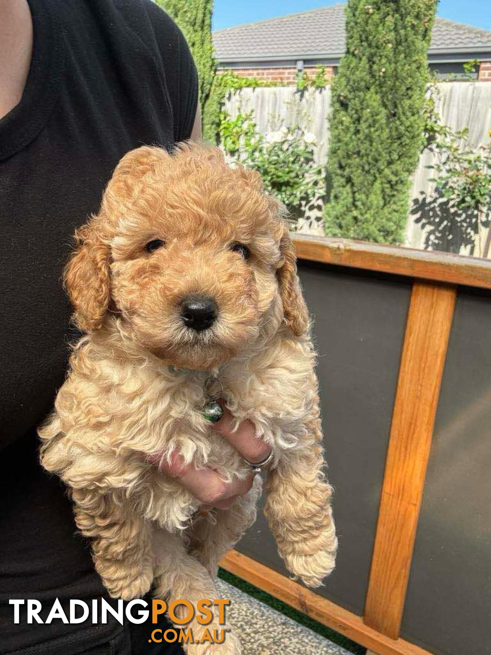 Miniature toy poodle