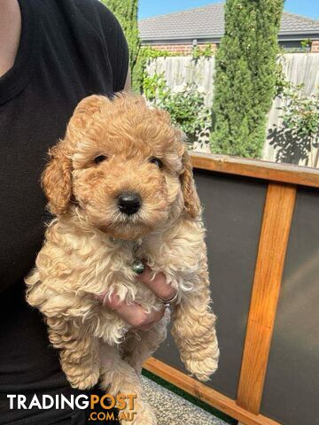 Miniature toy poodle