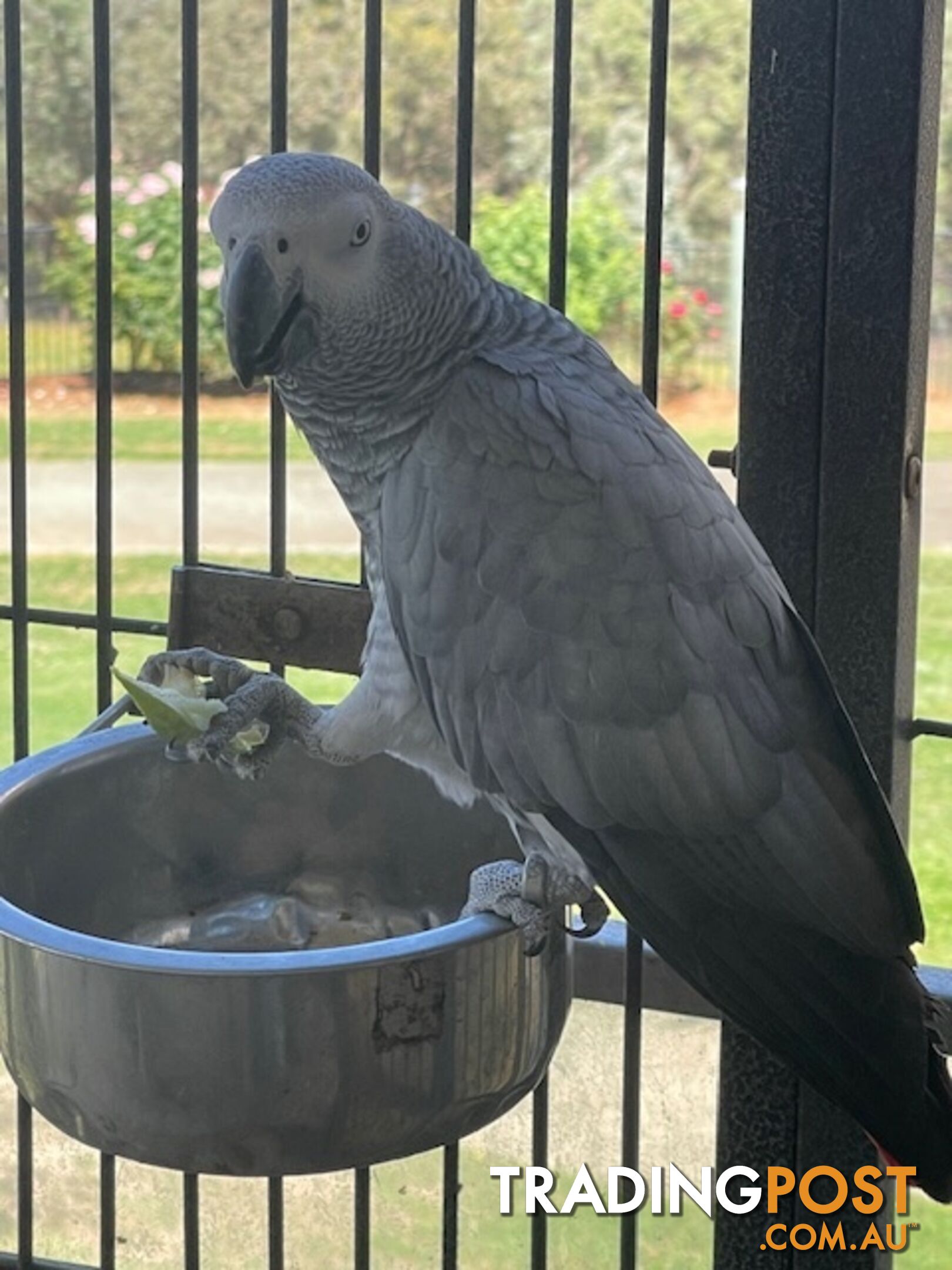 African Grey