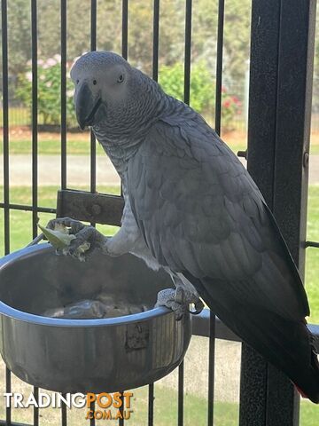 African Grey