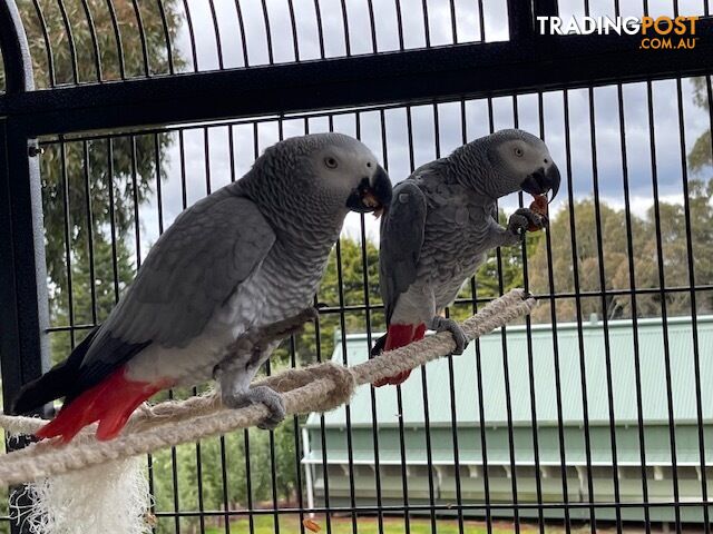 African Grey