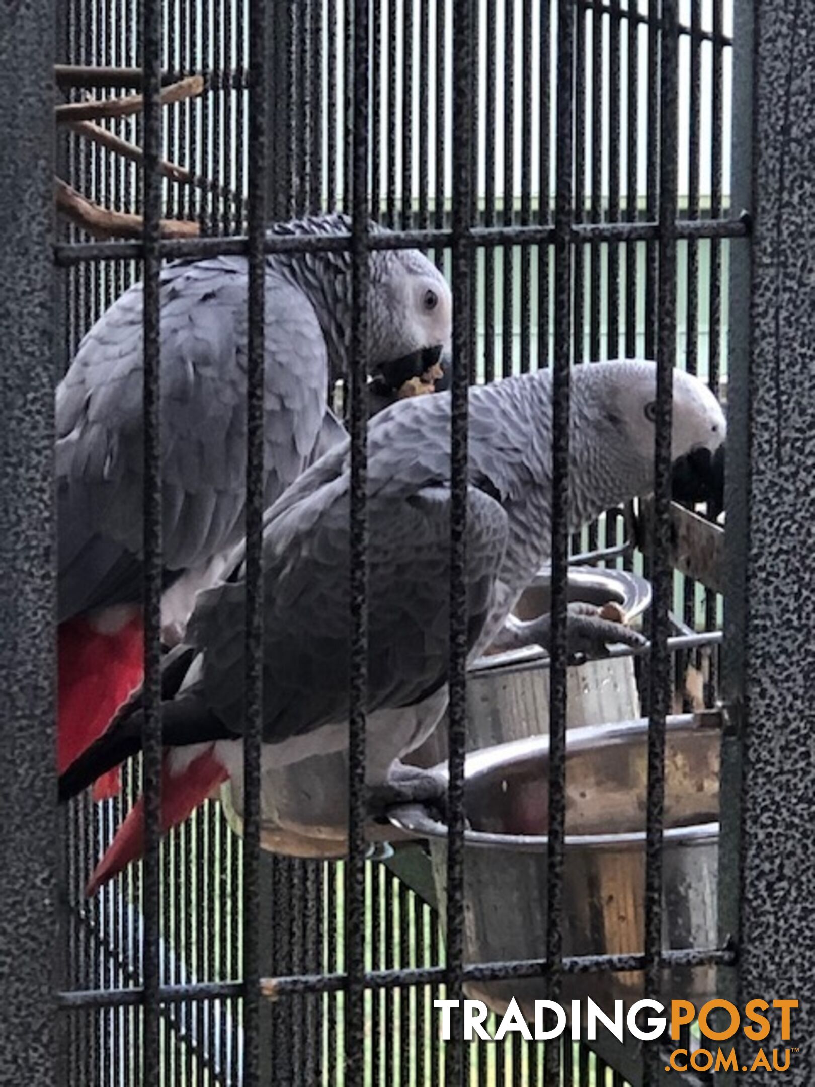 African Grey