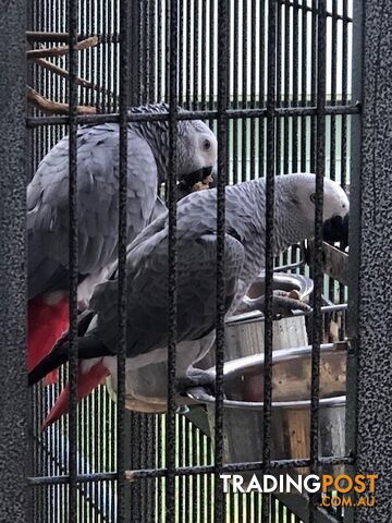 African Grey