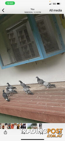 racing pigeon