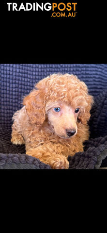 Toy Poodle