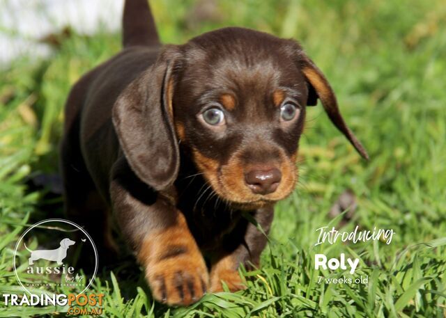 Stunning Purebred Miniature Dachshund Puppies - Expressions of Interest