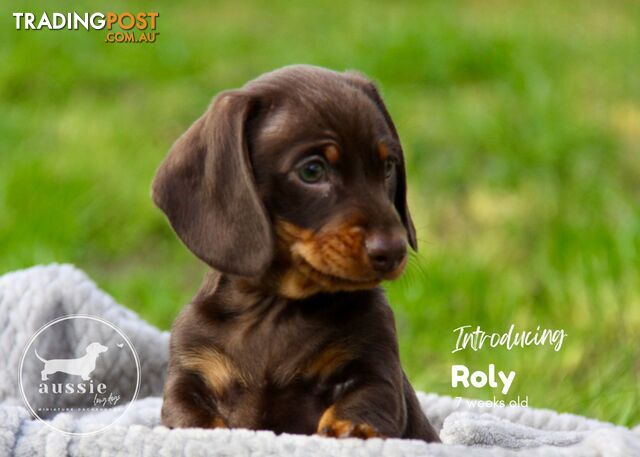 Stunning Purebred Miniature Dachshund Puppies - last ones