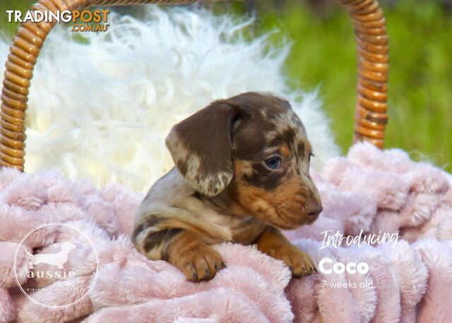 Stunning Purebred Miniature Dachshund Puppies - Expressions of Interest