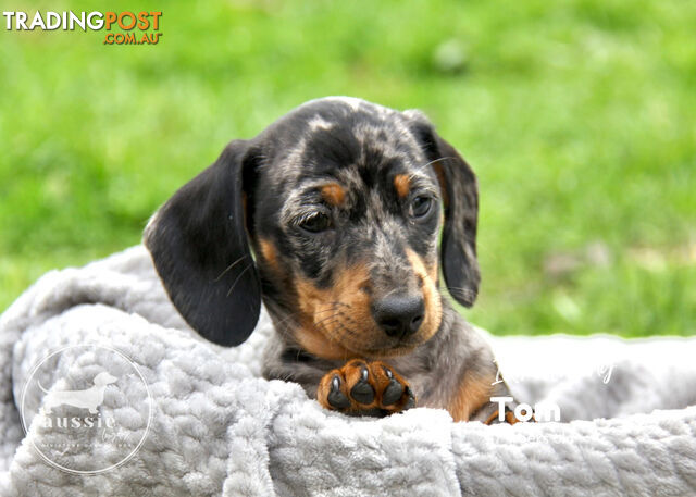 Stunning Purebred Miniature Dachshund Puppies - 10 weeks