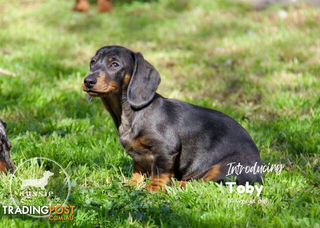 Stunning Purebred Miniature Dachshund Puppies - Last 2 Dapples!