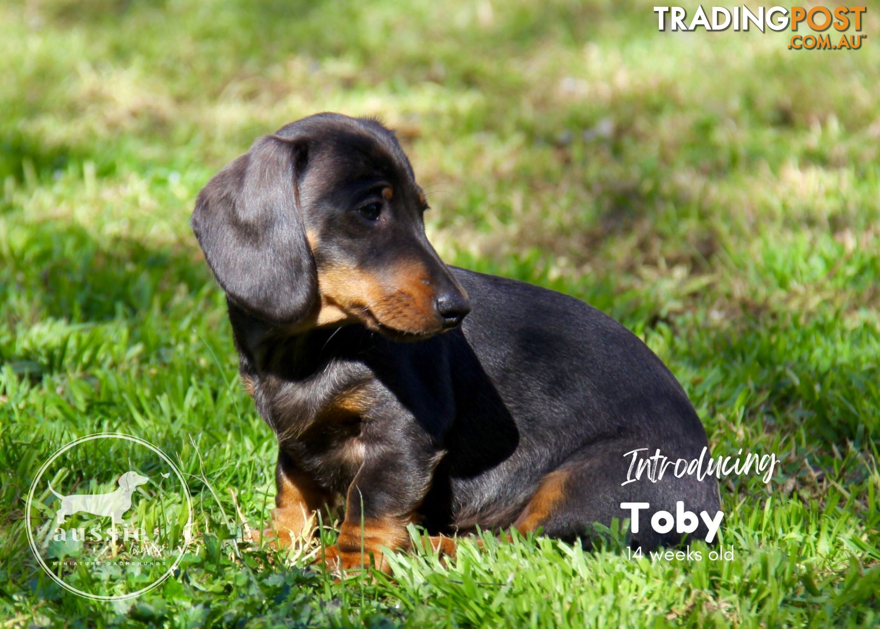 Stunning Purebred Miniature Dachshund Puppies - Last 2 Dapples!