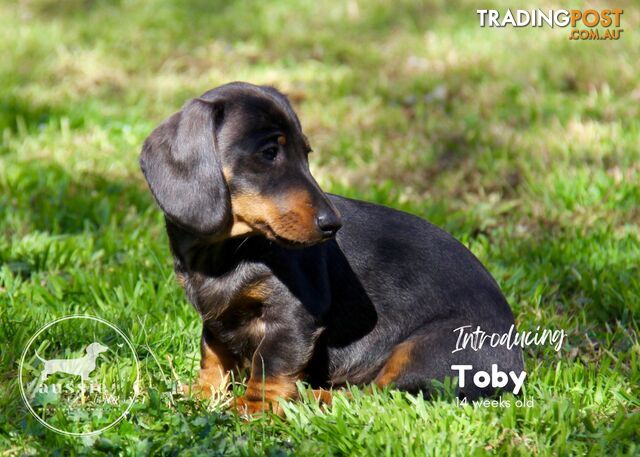 Stunning Purebred Miniature Dachshund Puppies - Last 2 Dapples!