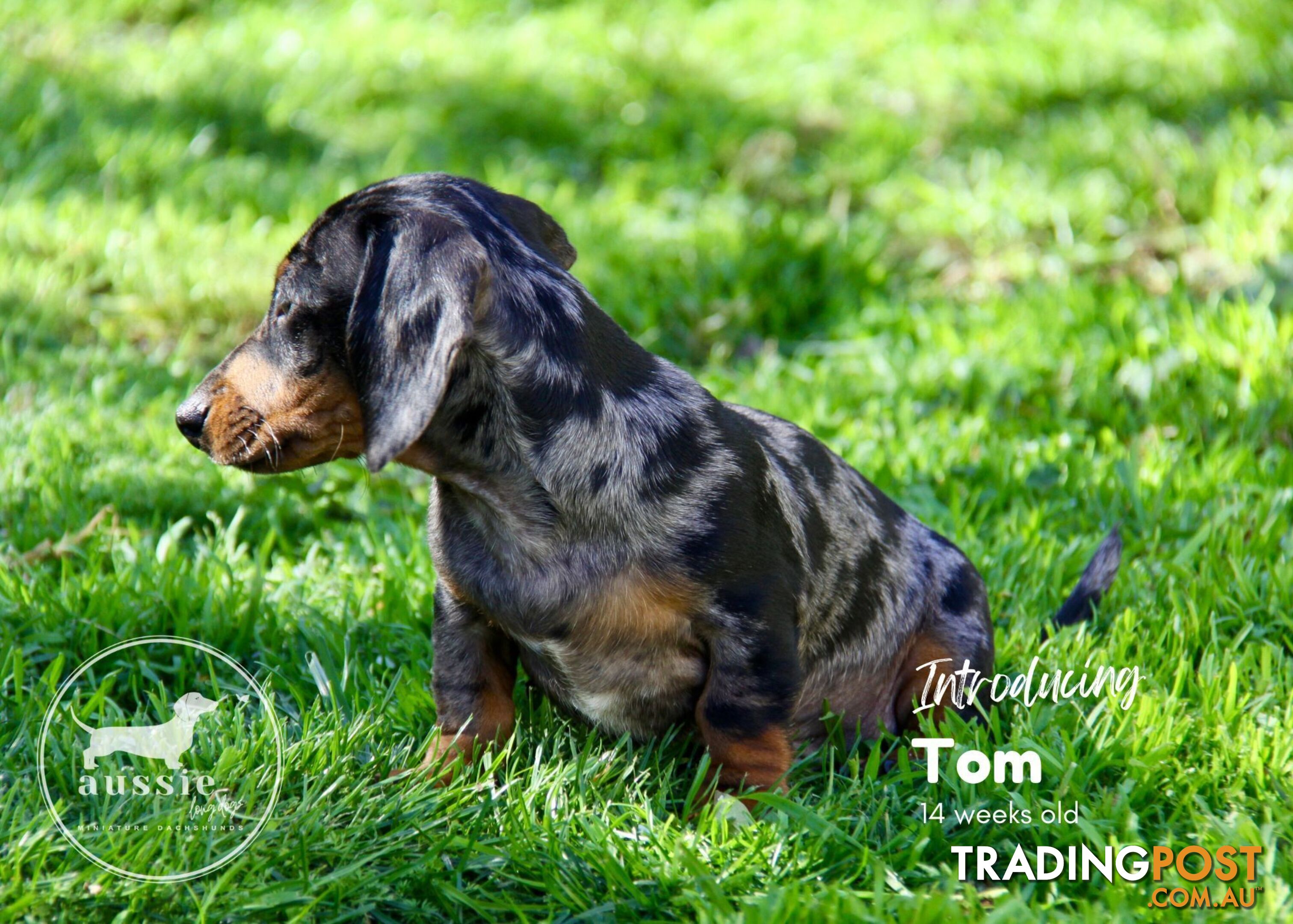 Stunning Purebred Miniature Dachshund Puppies - Last 2 Dapples!