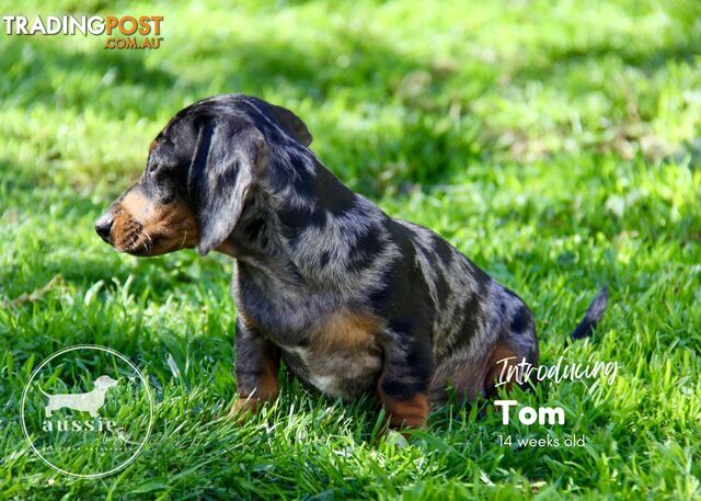 Stunning Purebred Miniature Dachshund Puppies - Last 2 Dapples!