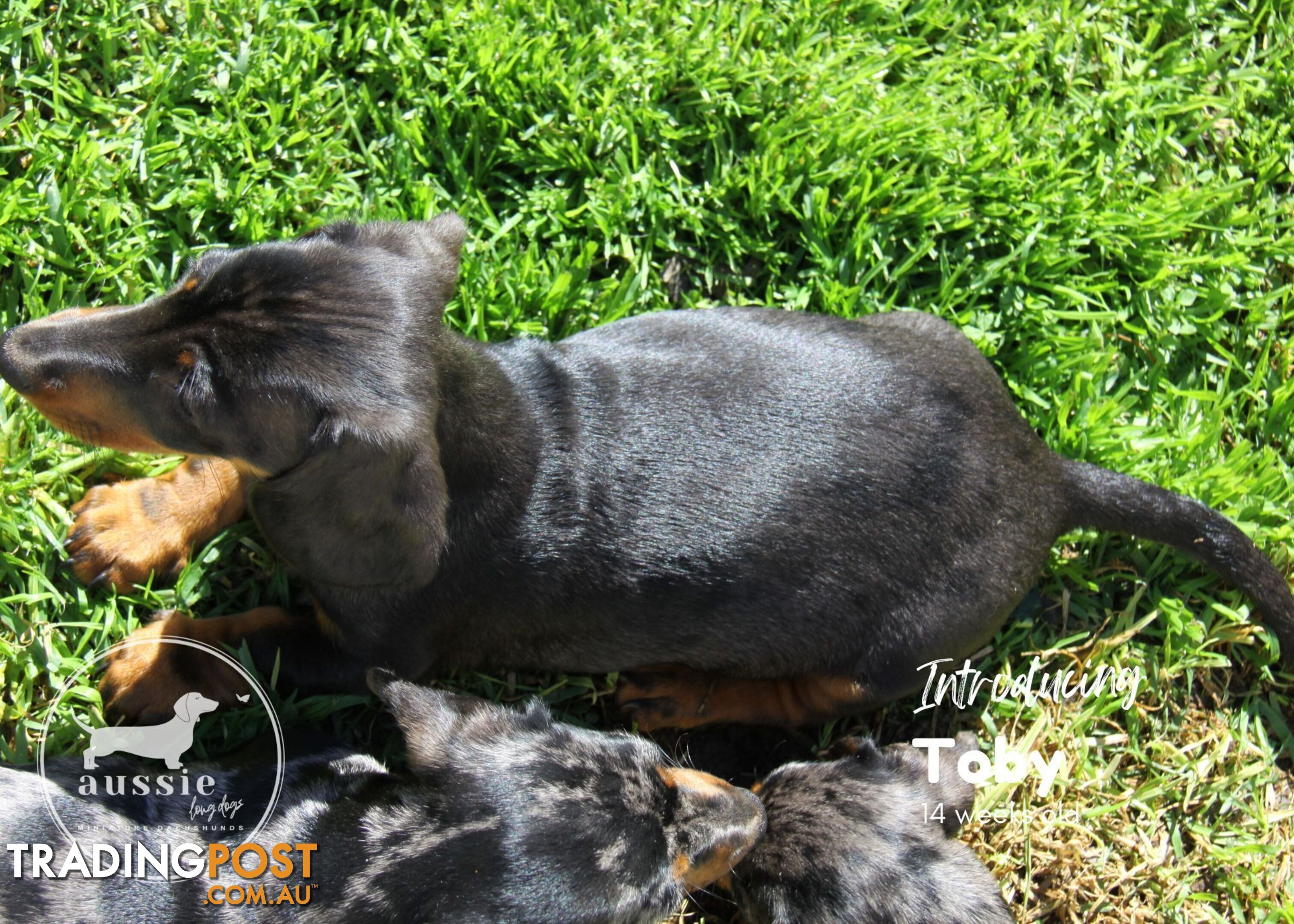 Stunning Purebred Miniature Dachshund Puppies - Last 2 Dapples!