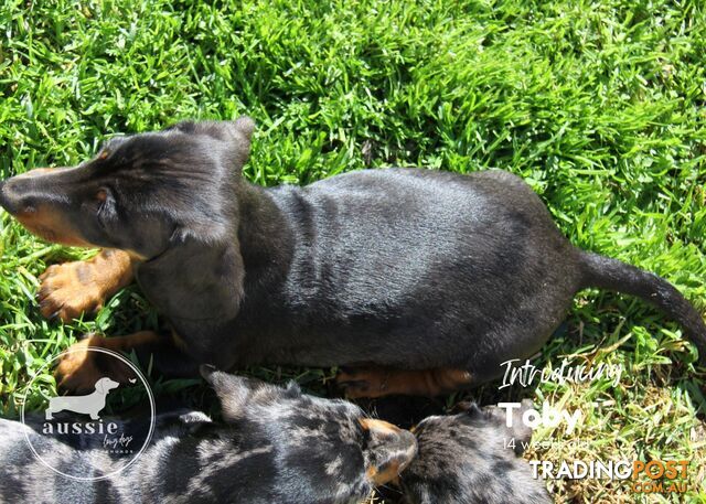 Stunning Purebred Miniature Dachshund Puppies - Last 2 Dapples!