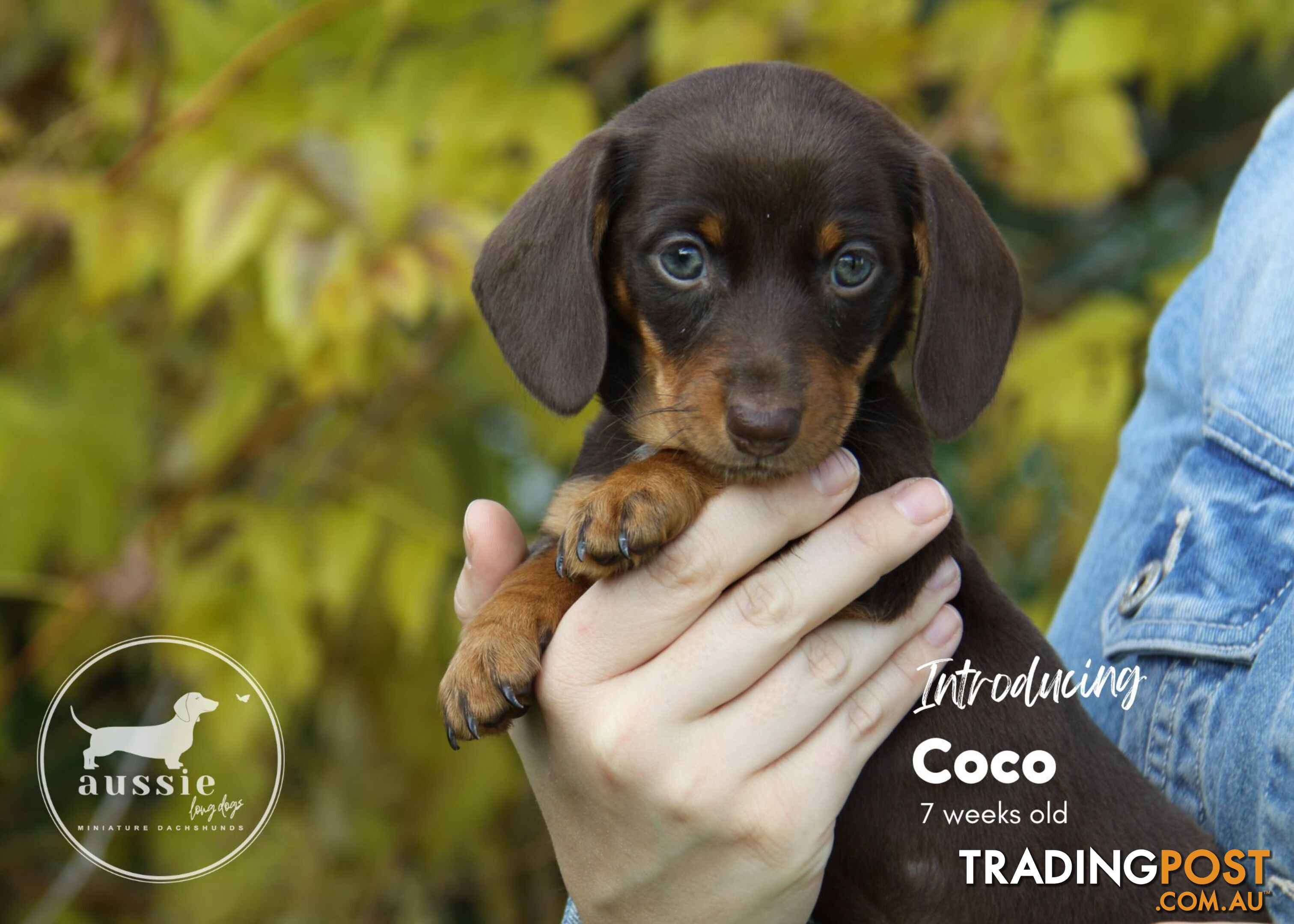 SOLD - Stunning Purebred Miniature Dachshund Puppies - EOI new litter