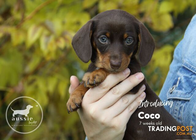 SOLD - Stunning Purebred Miniature Dachshund Puppies - EOI new litter