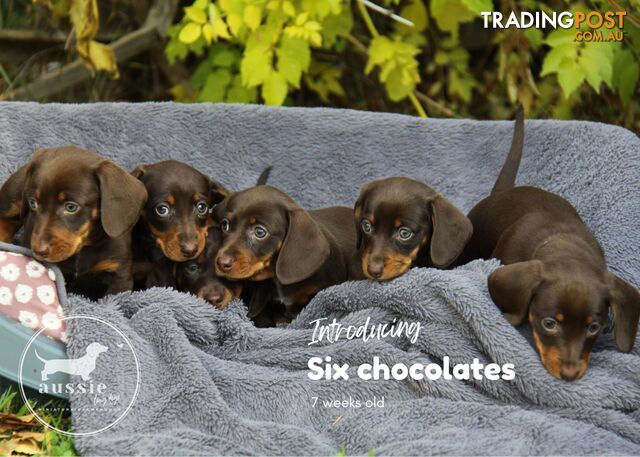 Lucky Last - Stunning Purebred Miniature Dachshund Puppies - Expressions of Interest