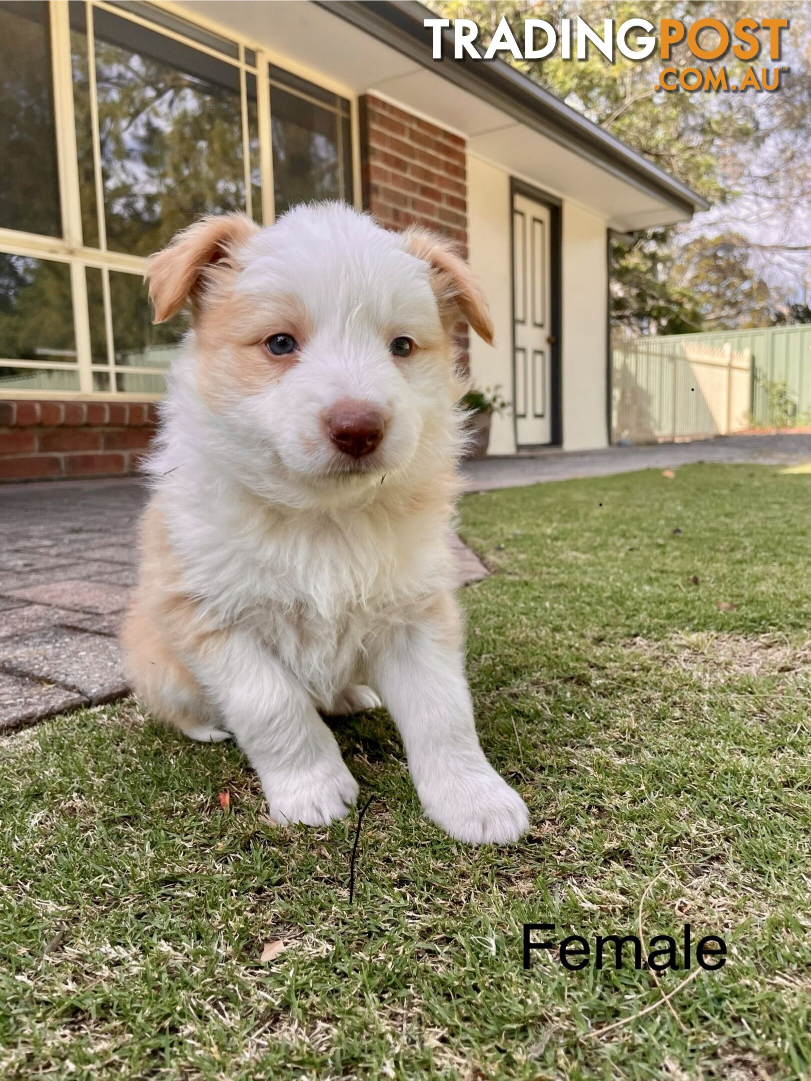 Pure Border Collie Puppies