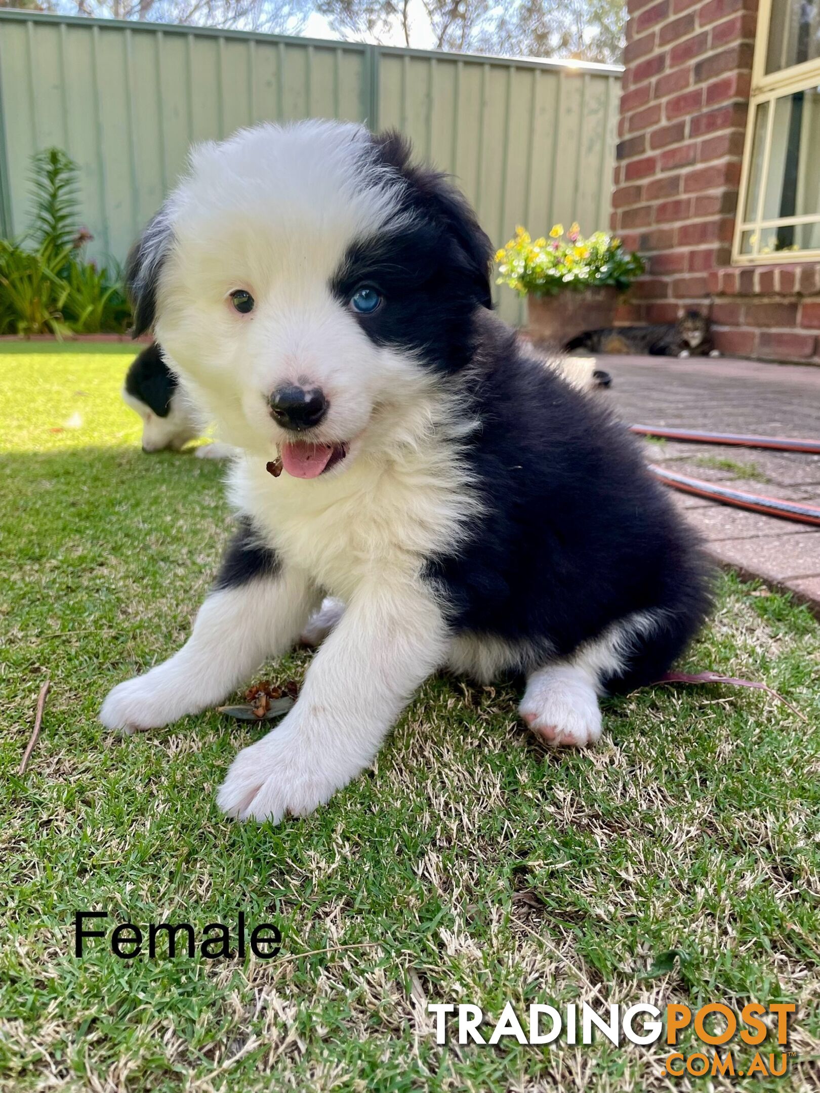 Pure Border Collie Puppies