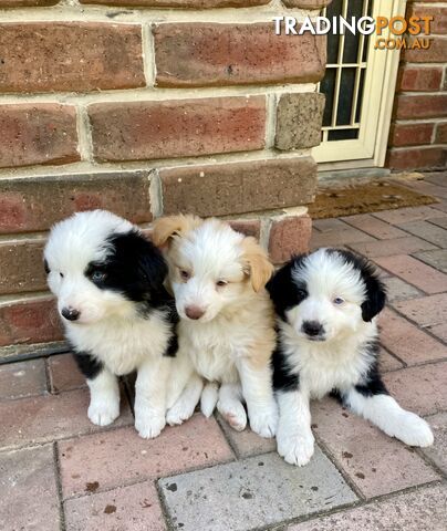 Pure Border Collie Puppies