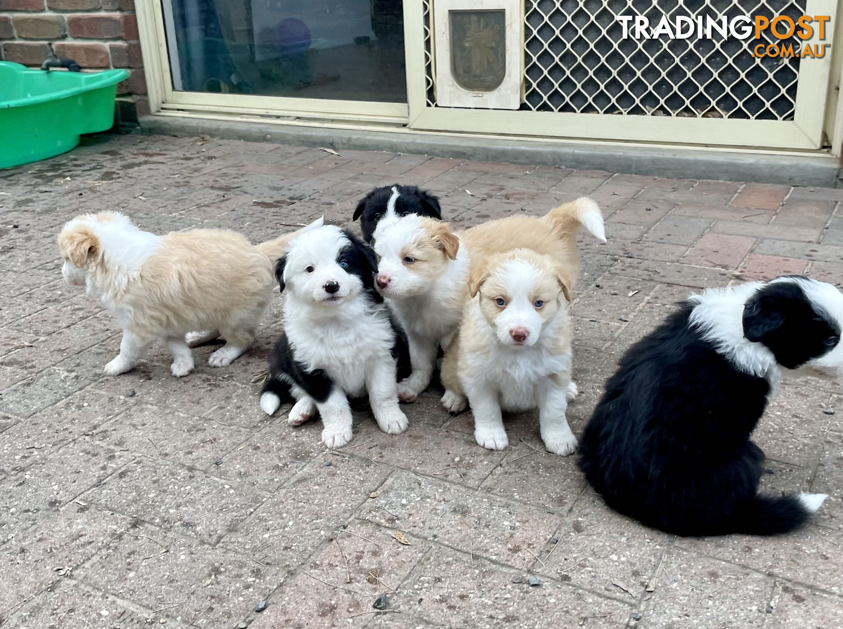 Pure Border Collie Puppies