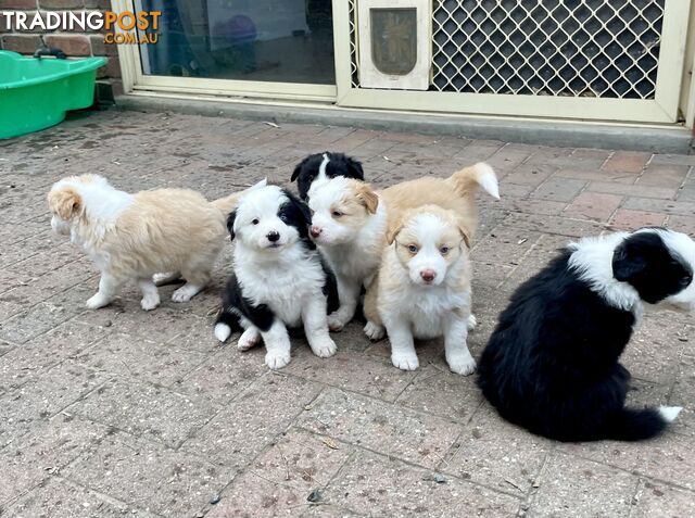 Pure Border Collie Puppies