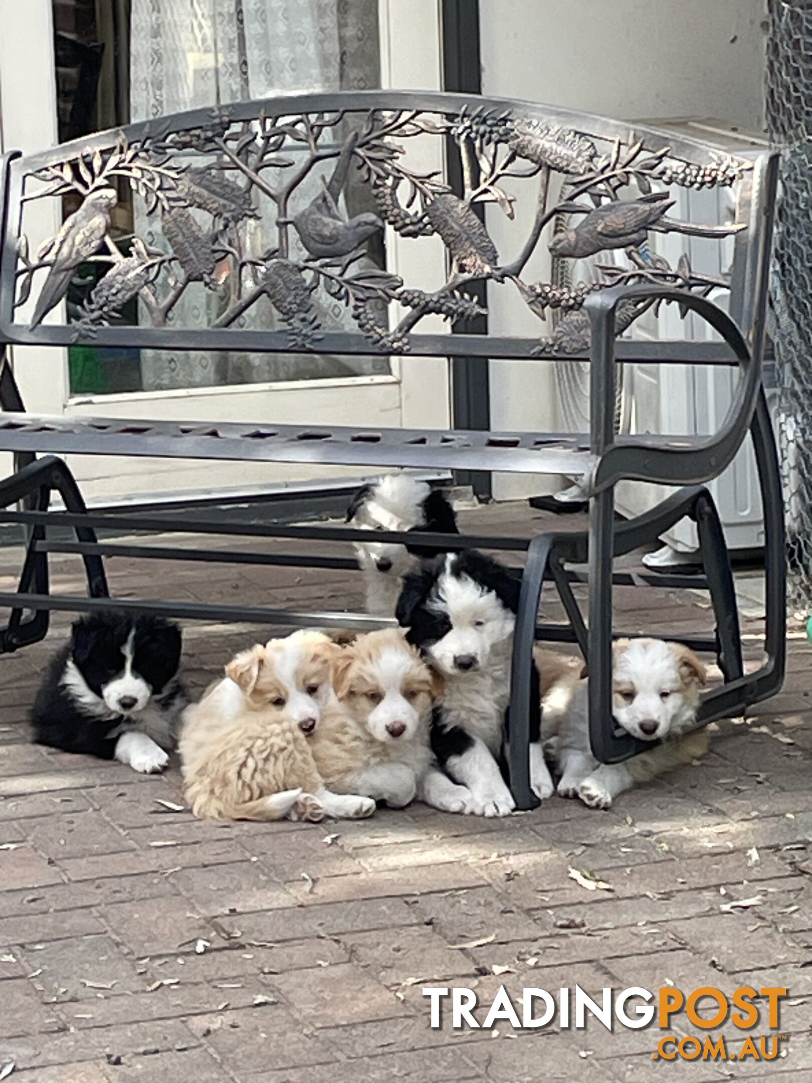 Pure Border Collie Puppies