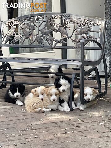 Pure Border Collie Puppies