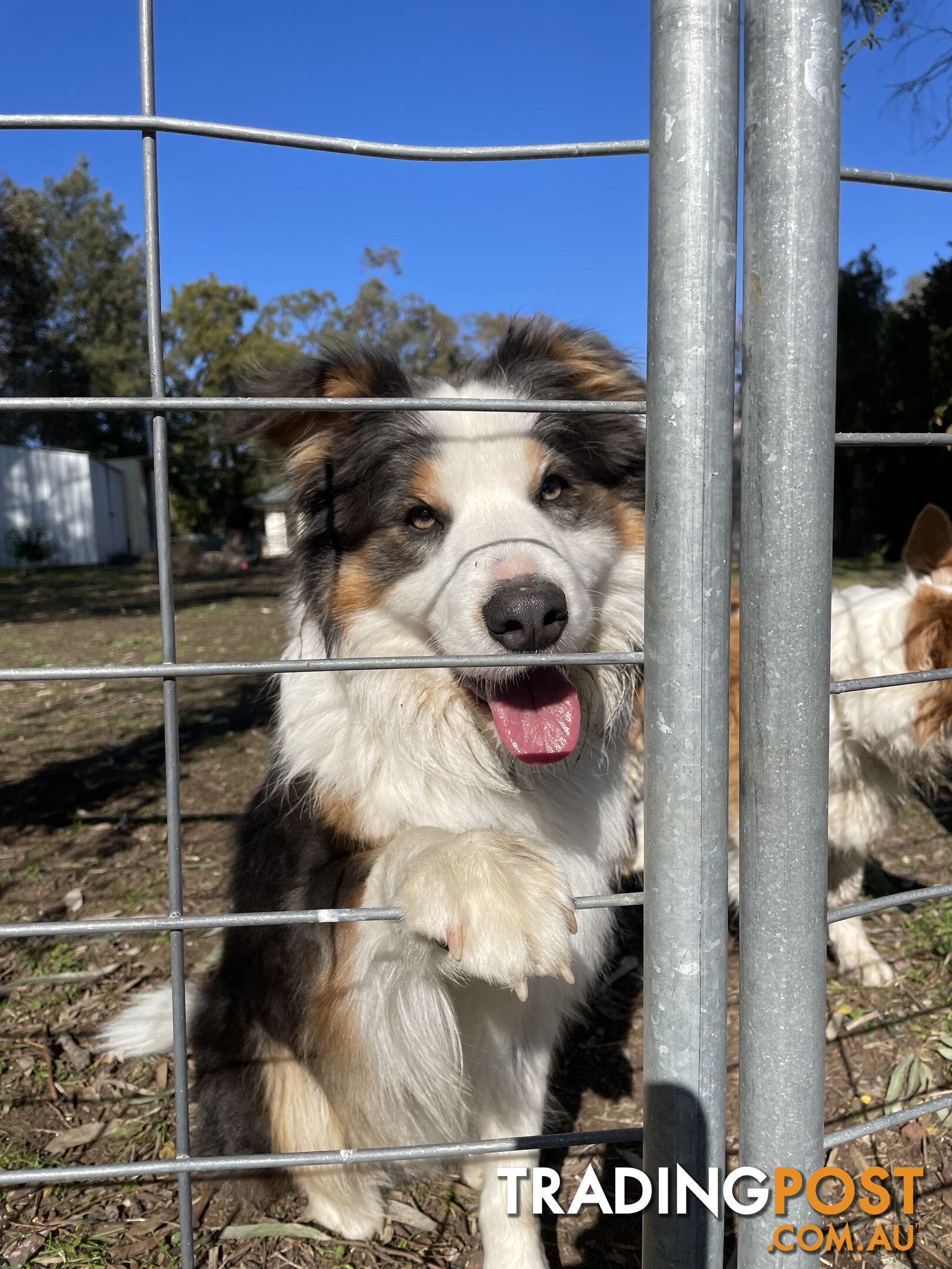 Pure Border Collie Puppies