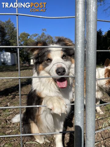 Pure Border Collie Puppies