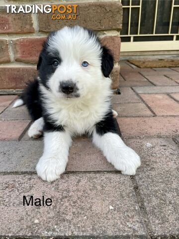 Pure Border Collie Puppies