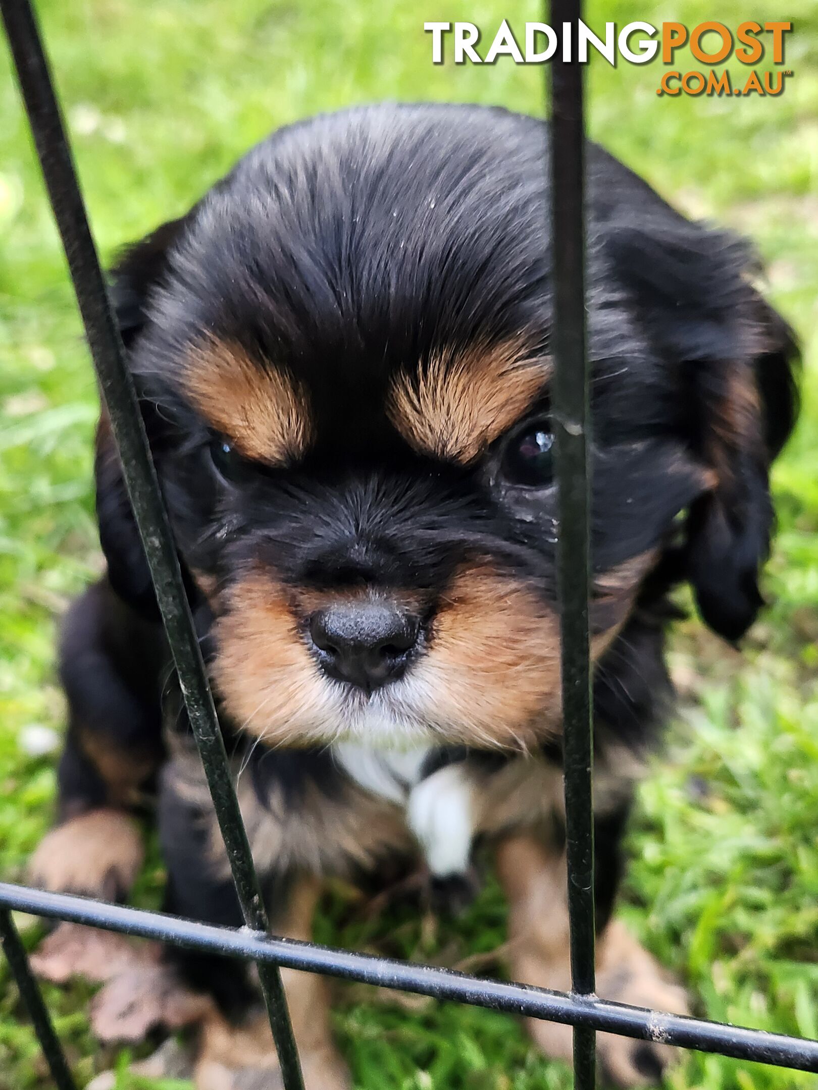 2 PENDING.....Blk &Tan Cavalier King Charles Puppies