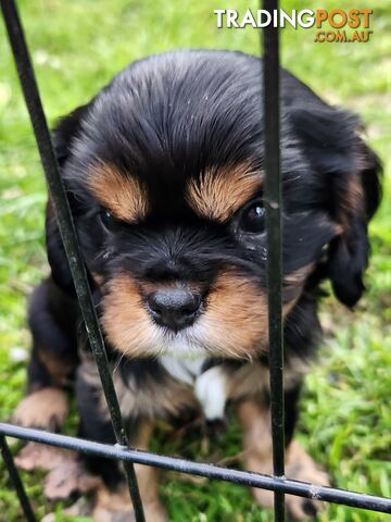 Blk & Tan Cavalier King Charles Puppies