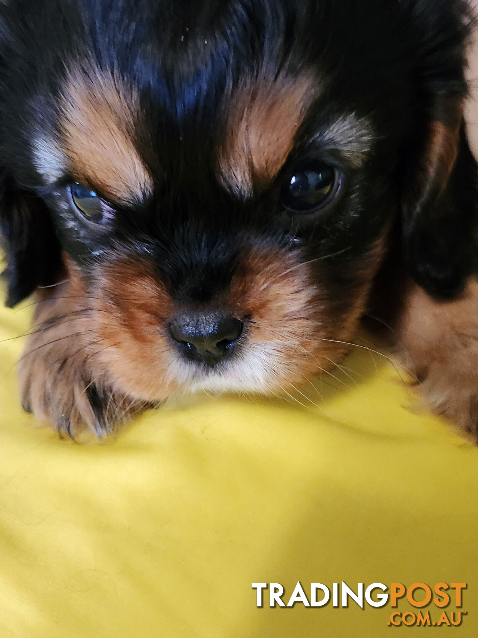 2 PENDING.....Blk &Tan Cavalier King Charles Puppies